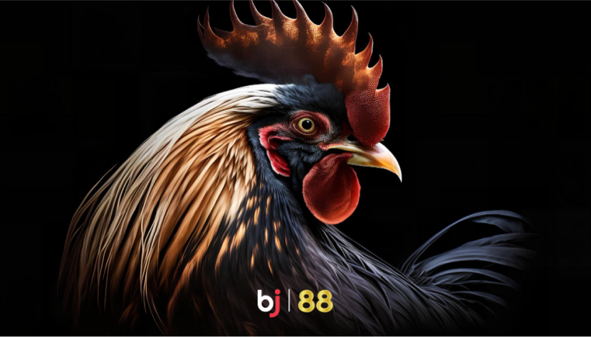 bj88_cockfight_black